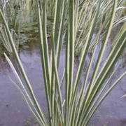 Acorus gramineus ‘Variegatus’ | Variegated dwarf sweet flag | Marginal Plant