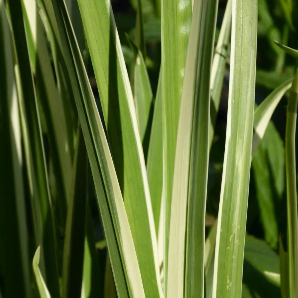 Acorus gramineus ‘Variegatus’ | Variegated dwarf sweet flag | Marginal Plant