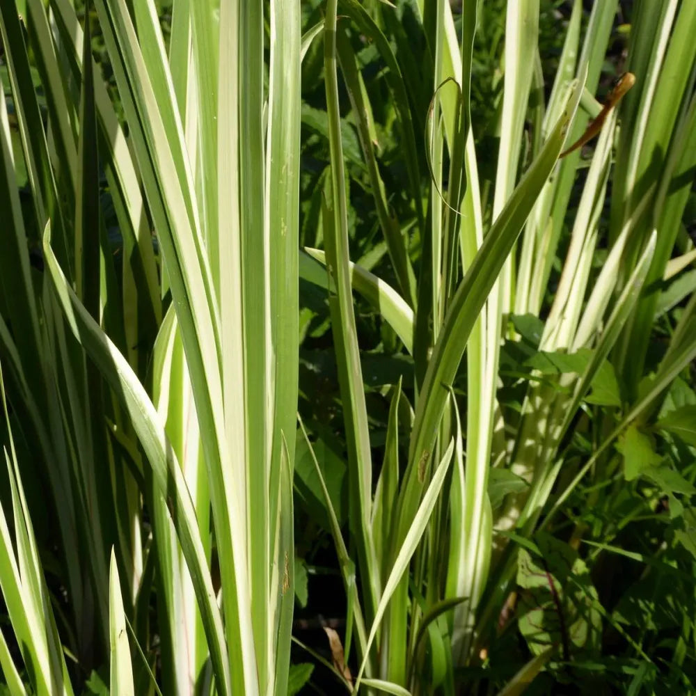 Acorus gramineus ‘Variegatus’ | Variegated dwarf sweet flag | Marginal Plant