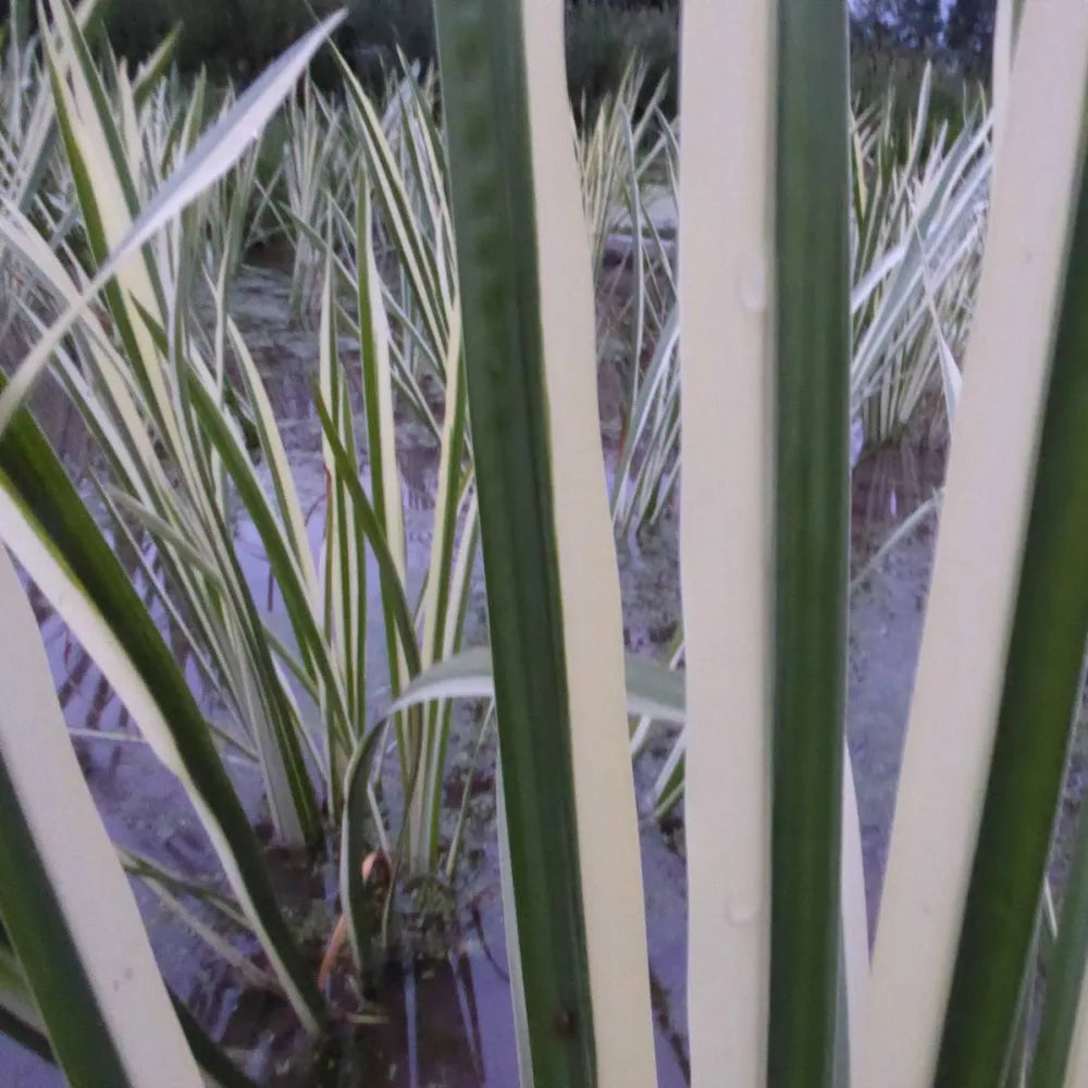 Acorus gramineus ‘Variegatus’ | Variegated dwarf sweet flag | Marginal Plant