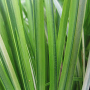 Acorus gramineus ‘Ogon’ | Golden dwarf sweet flag | Marginal Plant