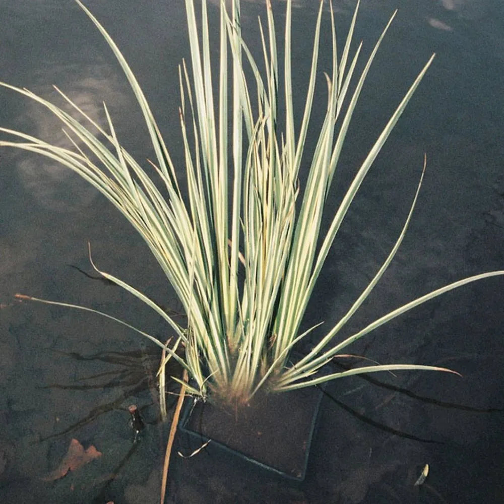 Acorus calamus ‘Variegatus’ | Variegated sweet flag