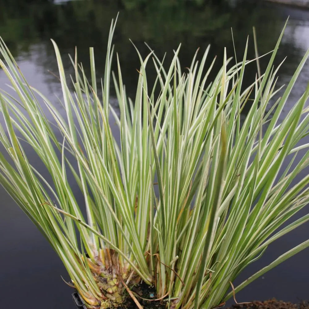 Acorus calamus ‘Variegatus’ | Variegated sweet flag | Marginal Plant ...