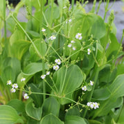 Alisma parviflorum | Small‑flowered water‑plantain | Marginal Plant