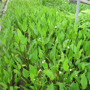 Alisma plantago‑aquatica | Common water‑plantain | Marginal Plant