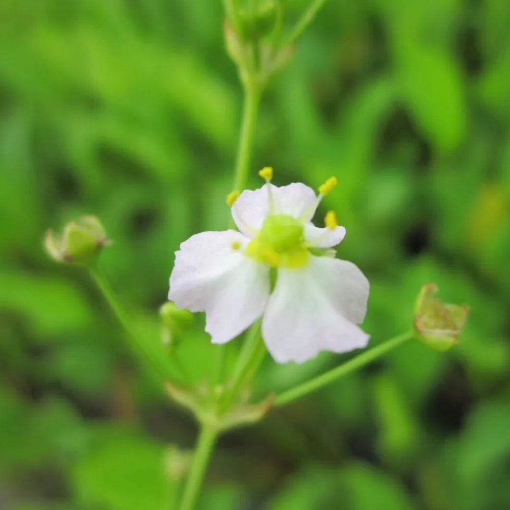 Alisma plantago‑aquatica | Common water‑plantain | Marginal Plant
