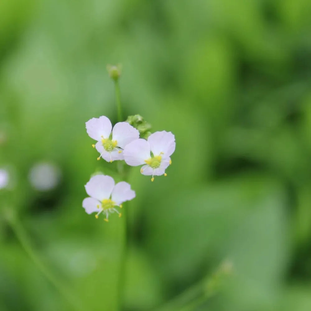 Alisma plantago‑aquatica | Common water‑plantain | Marginal Plant