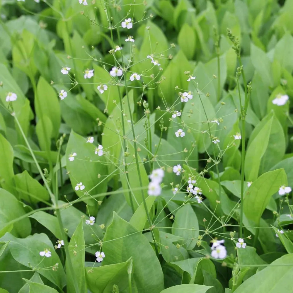 Alisma plantago‑aquatica | Common water‑plantain | Marginal Plant