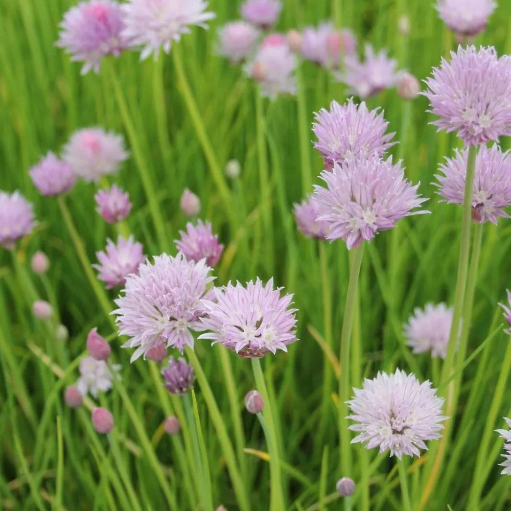 Allium schoenoprasum | Chives | Marginal Plant