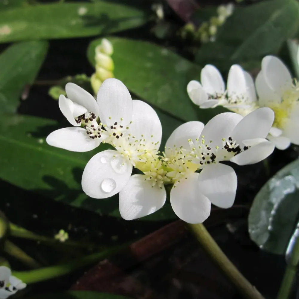 Aponogeton distachyos | Water hawthorn | Deep WaterPlant