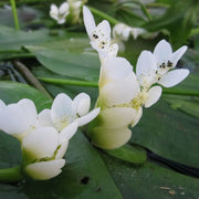 Aponogeton distachyos | Water hawthorn | Deep WaterPlant