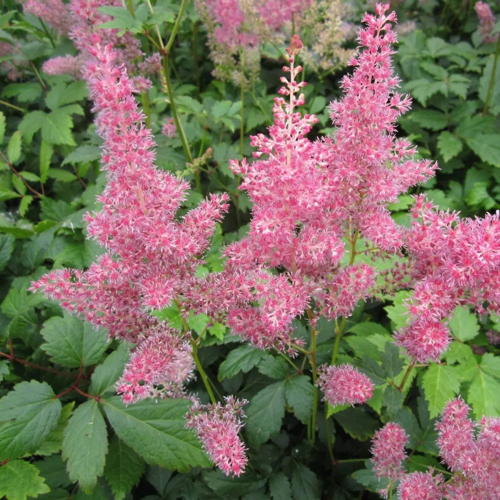 Astilbe (pink) | Pink astilbe (false goat’s‑beard) | Pond Side Plant