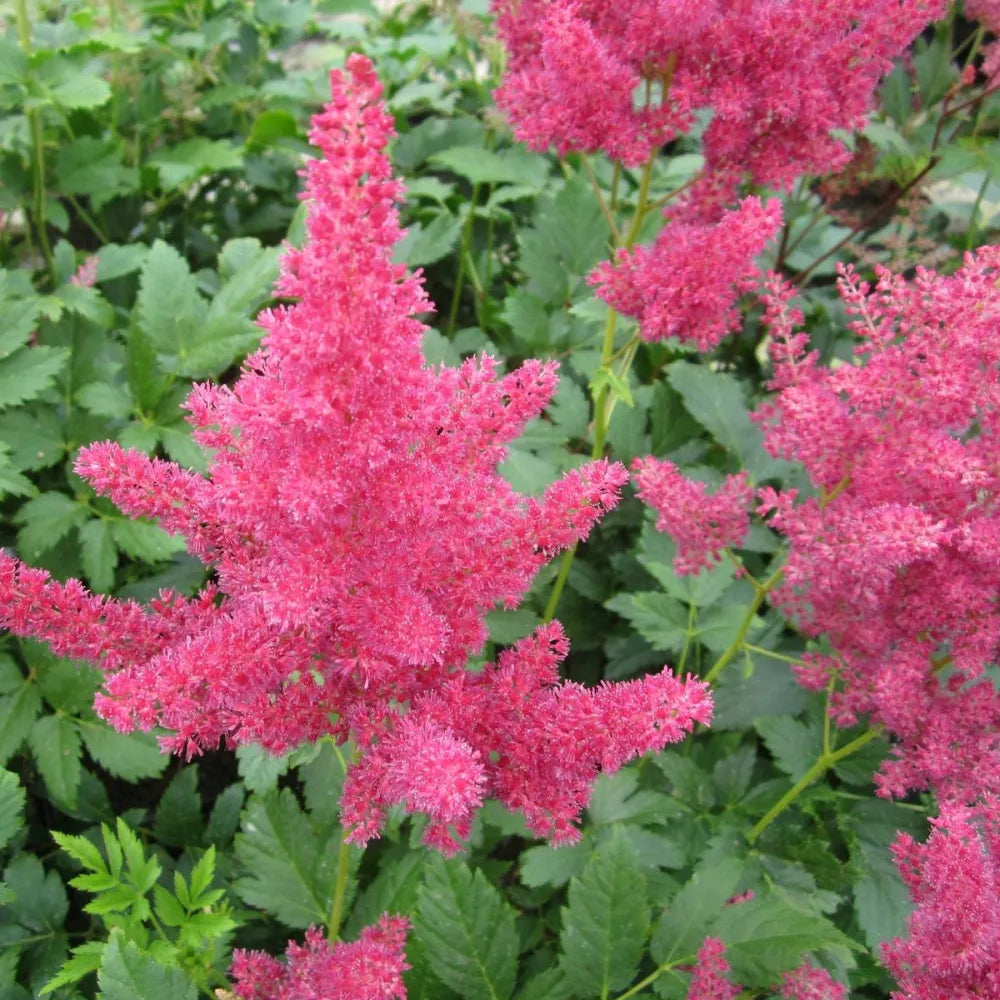 Astilbe (red) | Red astilbe | Pond Side Plant – Woven Wood