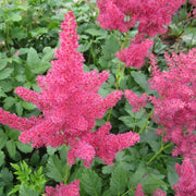 Astilbe (red) | Red astilbe | Pond Side Plant