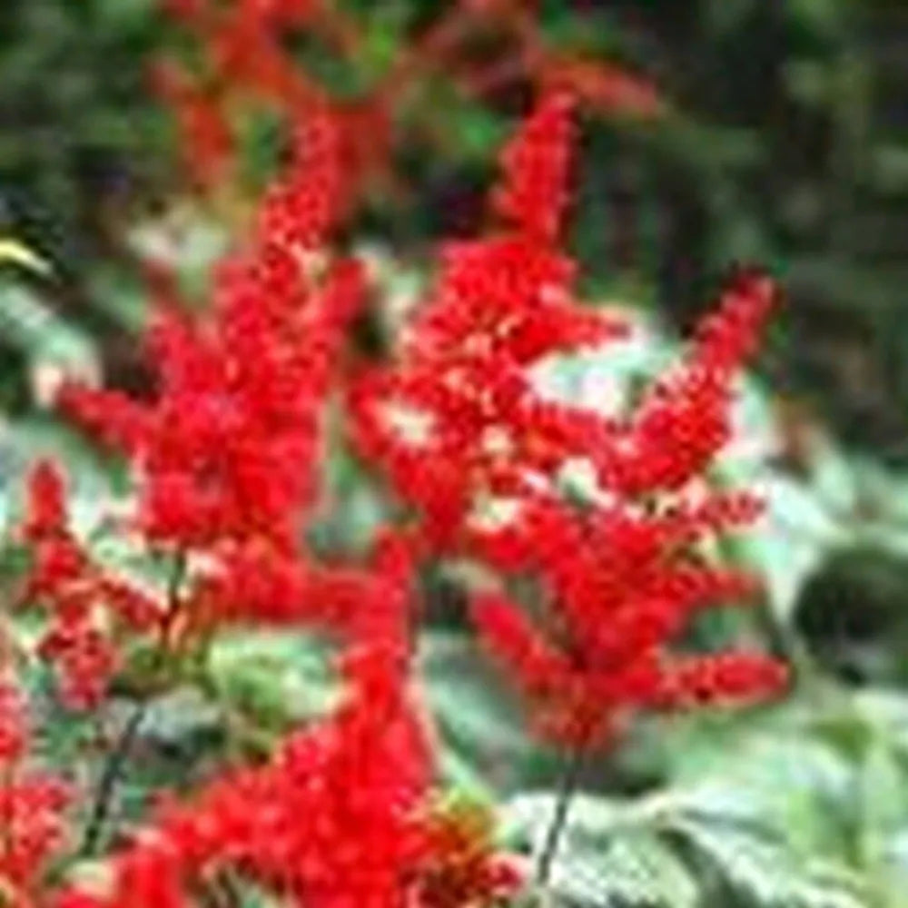 Astilbe (red) | Red astilbe | Pond Side Plant