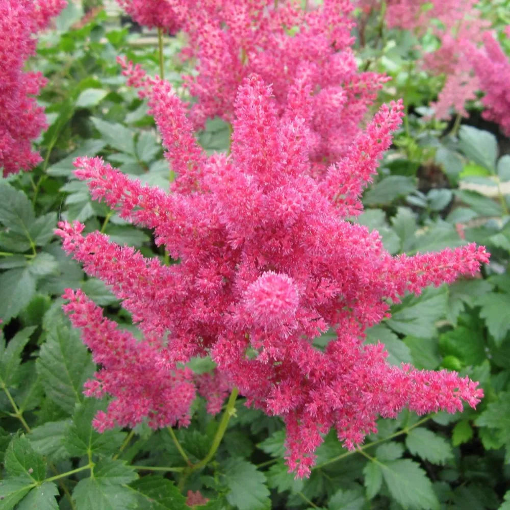 Astilbe (red) | Red astilbe | Pond Side Plant – Woven Wood