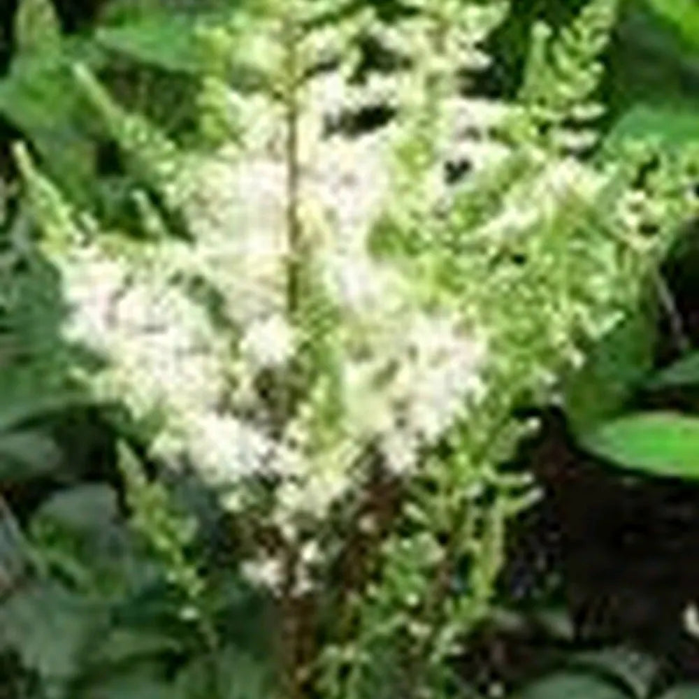 Astilbe (white) | White astilbe | Pond Side Plant