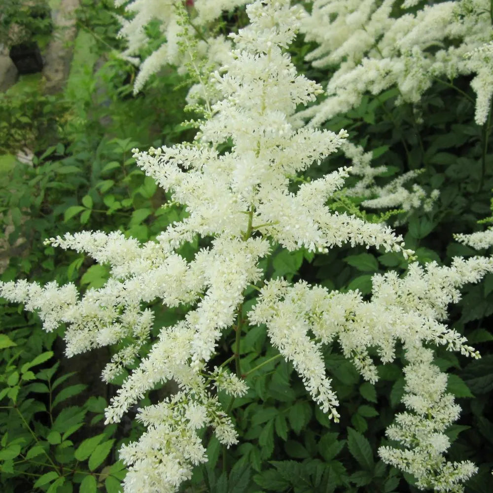 Astilbe (white) | White astilbe | Pond Side Plant