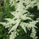 Astilbe (white) | White astilbe | Pond Side Plant