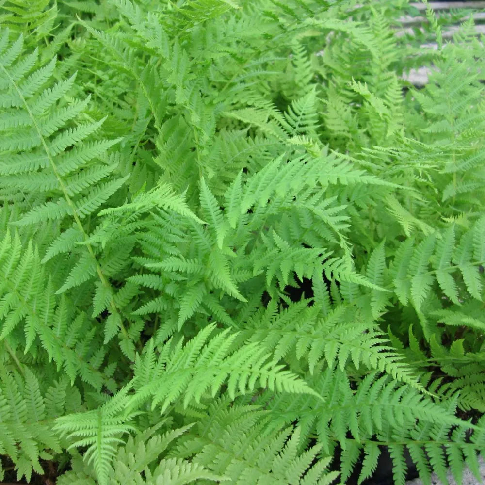 Athyrium filix‑femina | Lady fern | Pond Side Plant