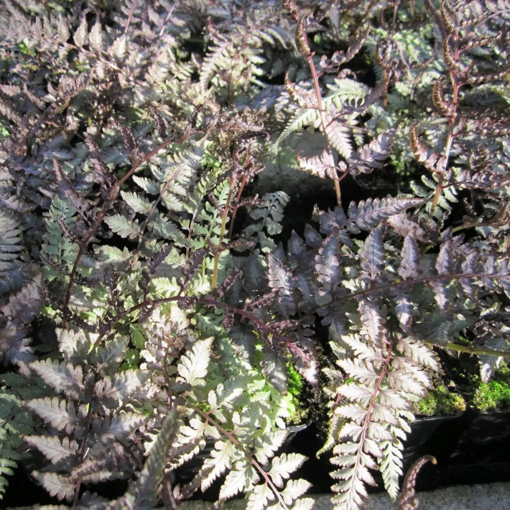 Athyrium niponicum ‘Metallicum’ | Japanese painted fern ‘Metallicum’ | Pond Side Plant