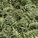Athyrium niponicum ‘Metallicum’ | Japanese painted fern ‘Metallicum’ | Pond Side Plant