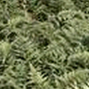 Athyrium niponicum ‘Metallicum’ | Japanese painted fern ‘Metallicum’ | Pond Side Plant