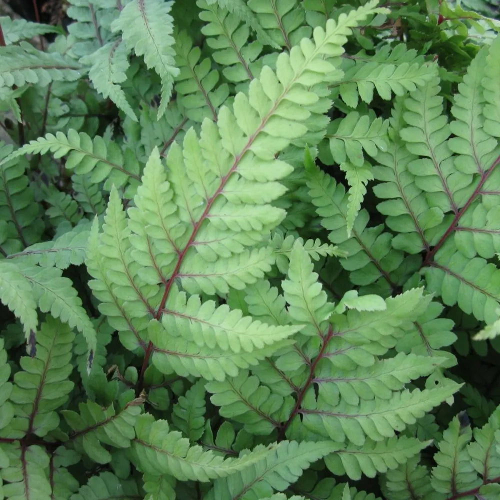 Athyrium otophorum ‘Okanum’ | Eared lady fern ‘Okanum’ | Pond Side Plant