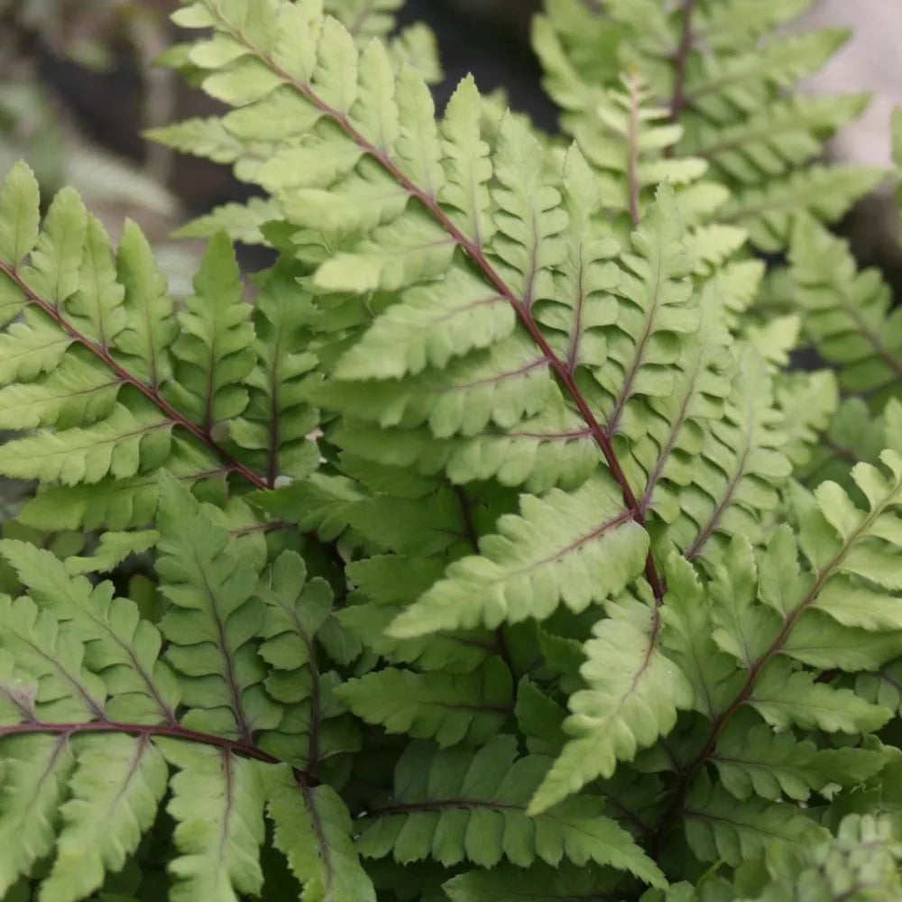 Athyrium otophorum ‘Okanum’ | Eared lady fern ‘Okanum’ | Pond Side Plant