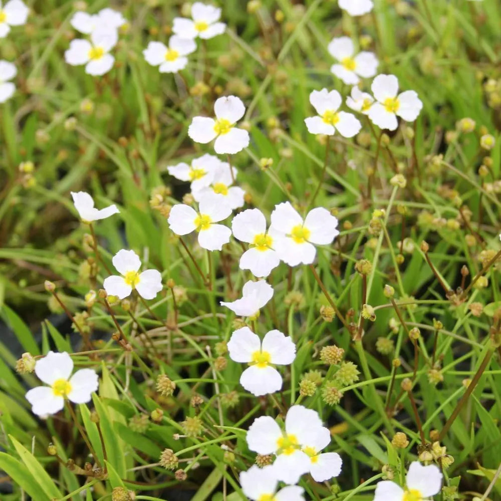 Baldellia ranunculoides | Lesser water‑plantain | Marginal Plant