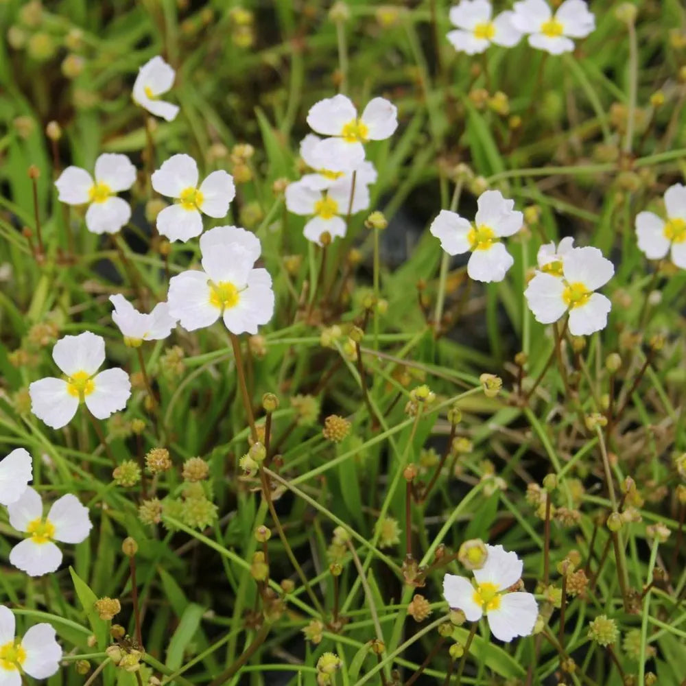 Baldellia ranunculoides | Lesser water‑plantain | Marginal Plant