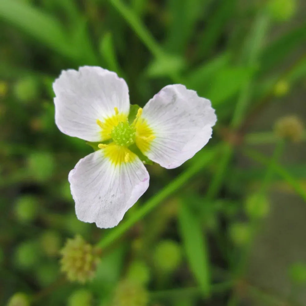 Baldellia ranunculoides | Lesser water‑plantain | Marginal Plant