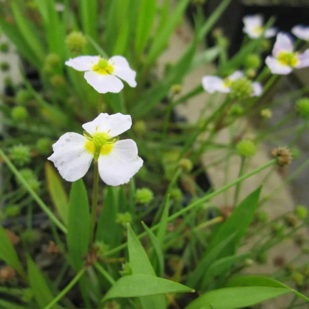 Baldellia ranunculoides | Lesser water‑plantain | Marginal Plant