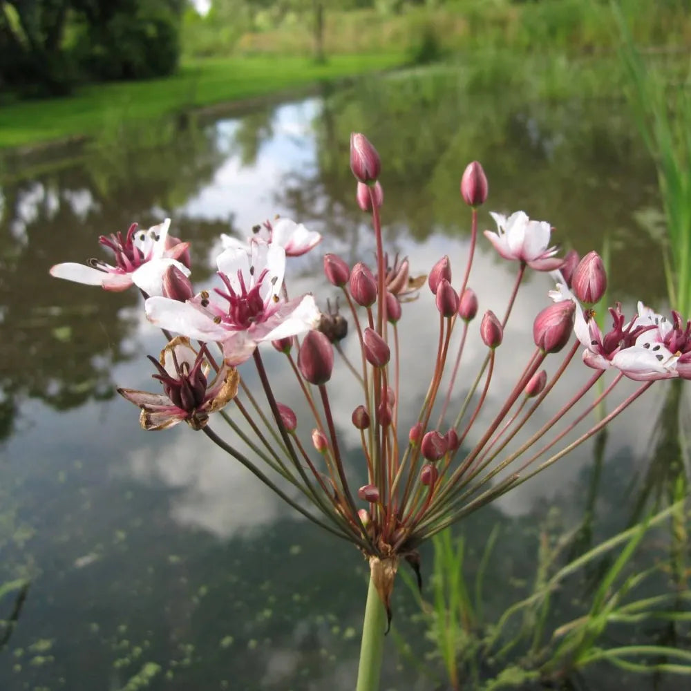 Butomus umbellatus | Flowering rush | Marginal Plant – Woven Wood