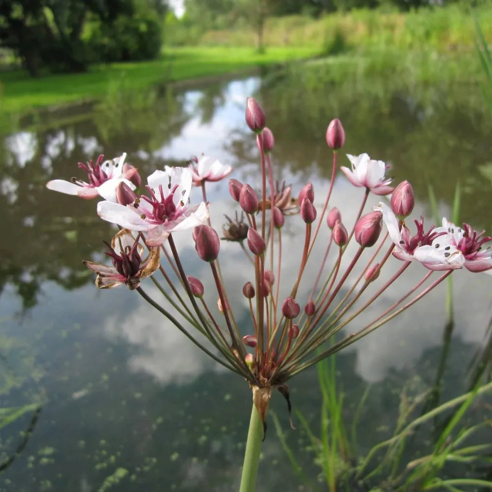 Butomus umbellatus | Flowering rush | Marginal Plant – Woven Wood
