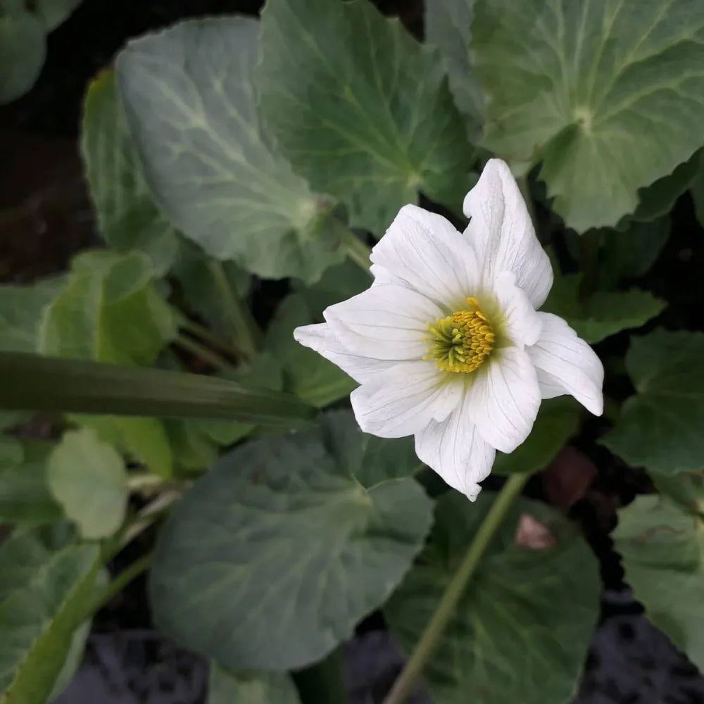 Caltha leptosepala | White marsh marigold | Marginal Plant