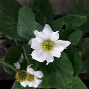 Caltha leptosepala | White marsh marigold | Marginal Plant