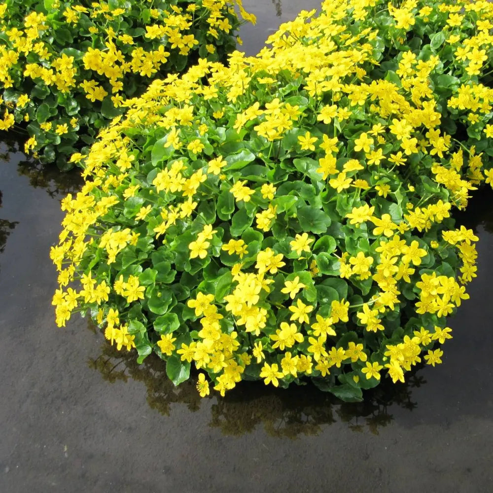 Caltha palustris | Marsh marigold (kingcup) | Marginal Plant