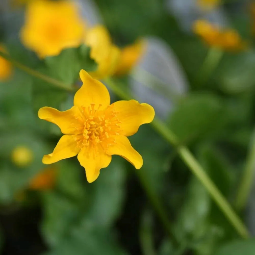Caltha palustris | Marsh marigold (kingcup) | Marginal Plant