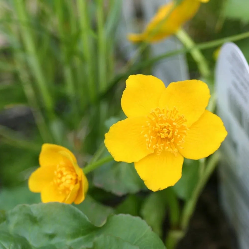 Caltha palustris | Marsh marigold (kingcup) | Marginal Plant