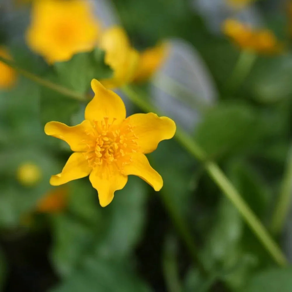 Caltha palustris | Marsh marigold (kingcup) | Marginal Plant