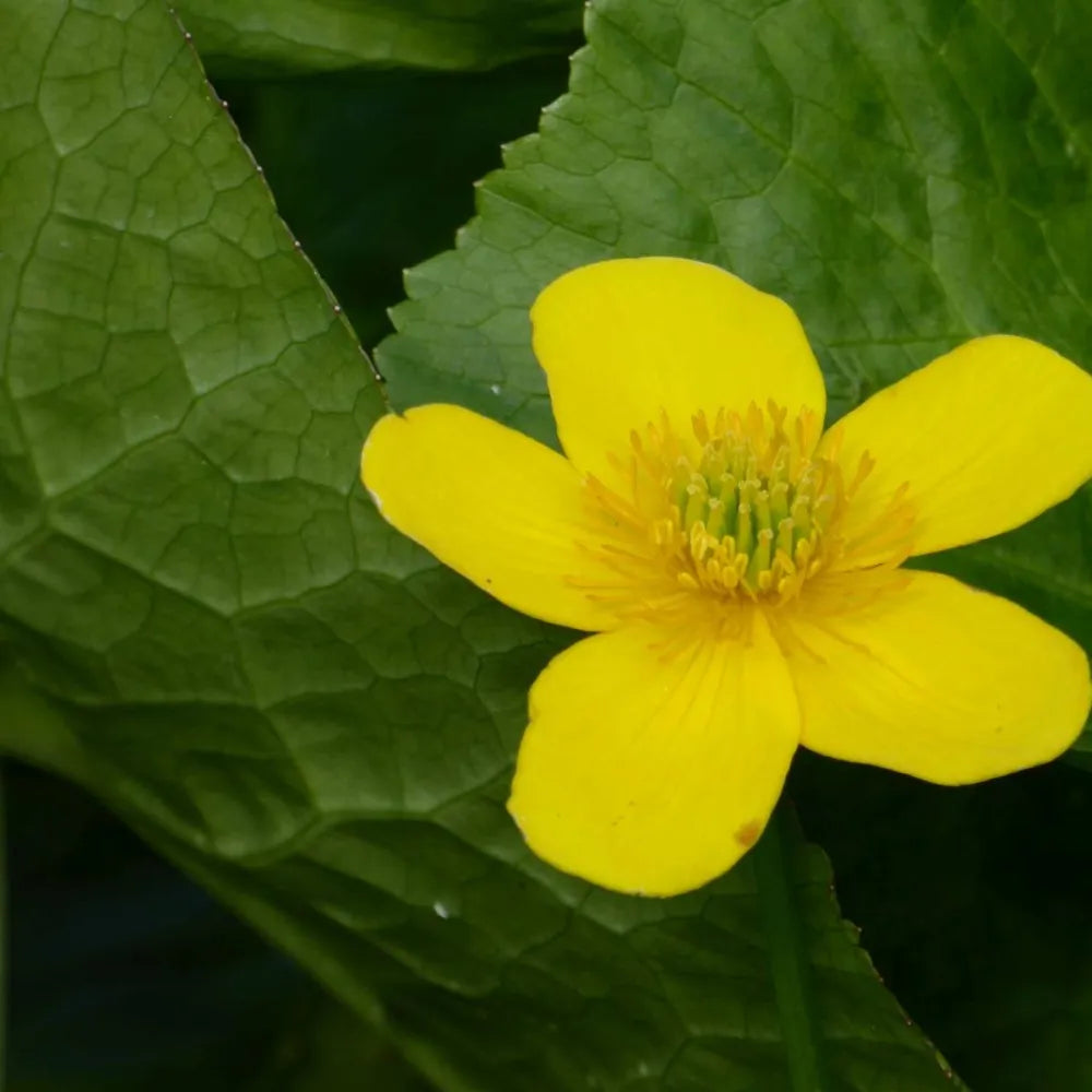 Caltha palustris ‘Polypetala’ | Giant marsh marigold | Marginal Plant