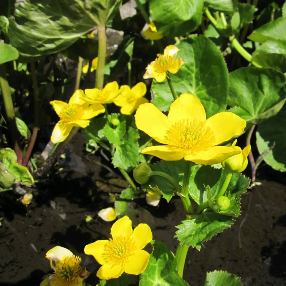 Caltha palustris ‘Polypetala’ | Giant marsh marigold | Marginal Plant
