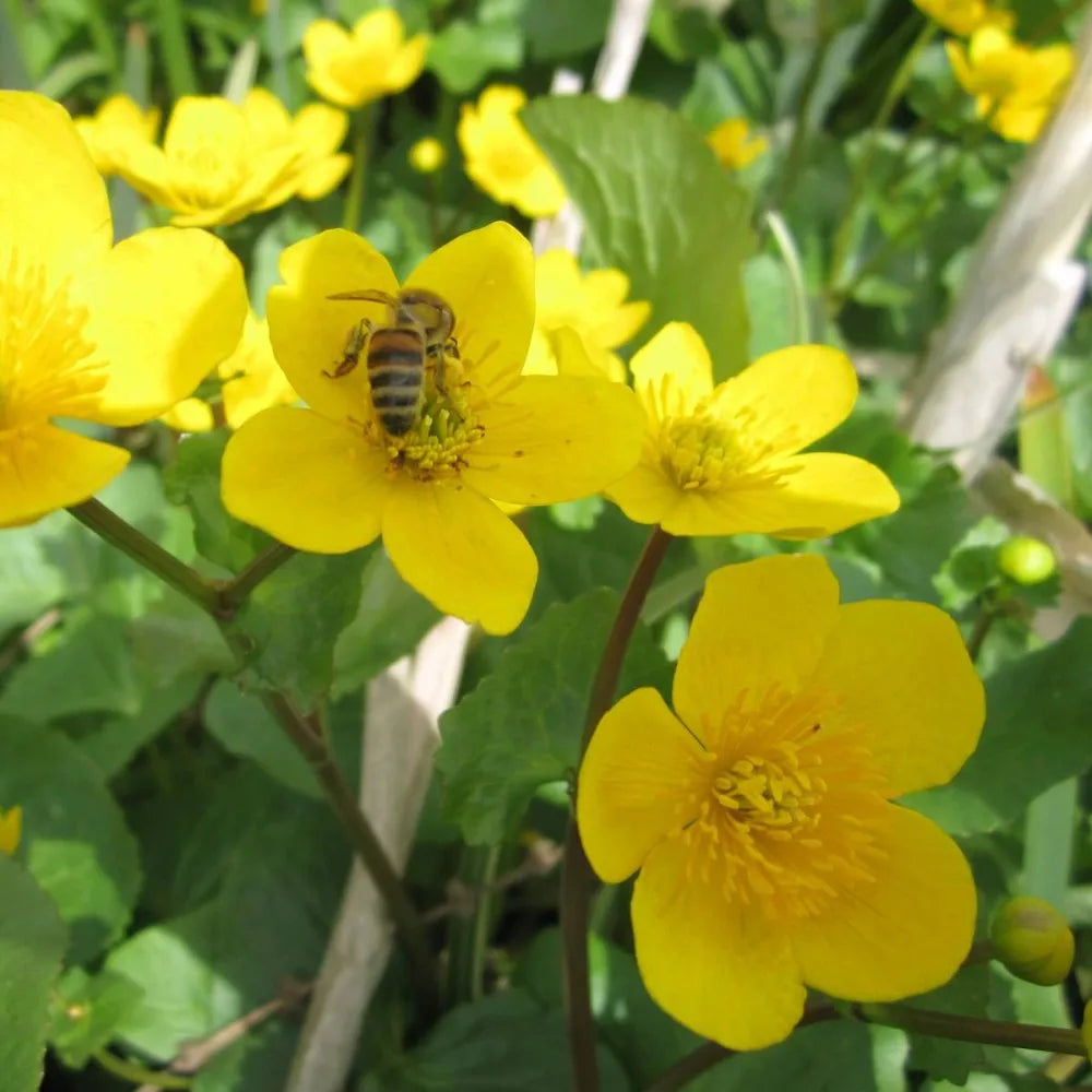Caltha palustris | Marsh marigold (kingcup) | Marginal Plant