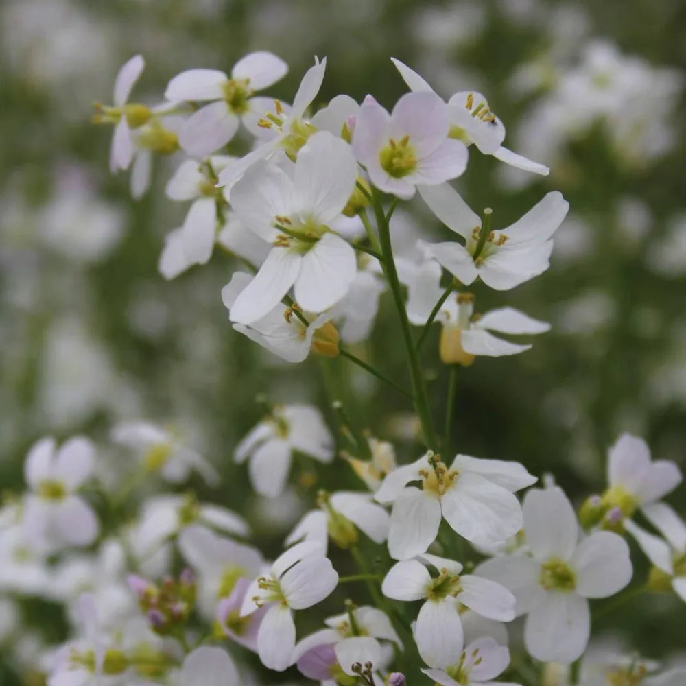Cardamine pratensis | Cuckooflower (lady’s smock) | Marginal Plant