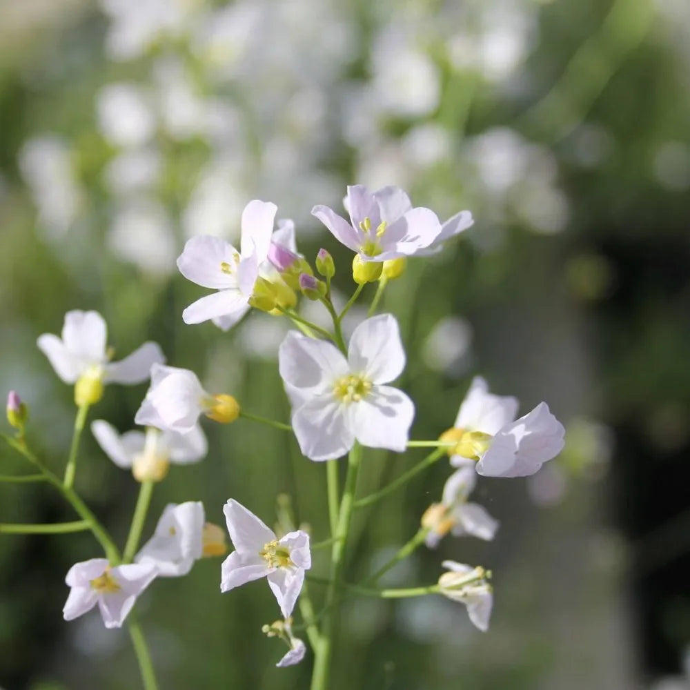 Cardamine pratensis | Cuckooflower (lady’s smock) | Marginal Plant