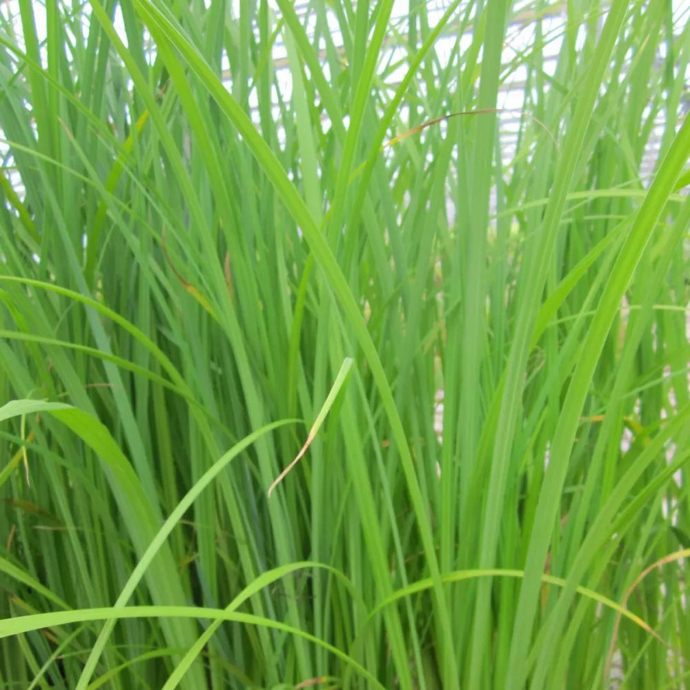 Carex acuta | Slender tufted sedge | Marginal Plant