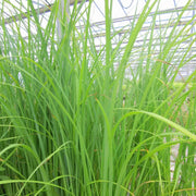 Carex acuta | Slender tufted sedge | Marginal Plant