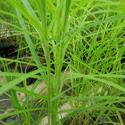 Carex muskingumensis | Palm sedge | Marginal Plant