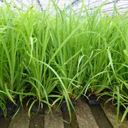 Carex pendula | Pendulous sedge | Marginal Plant